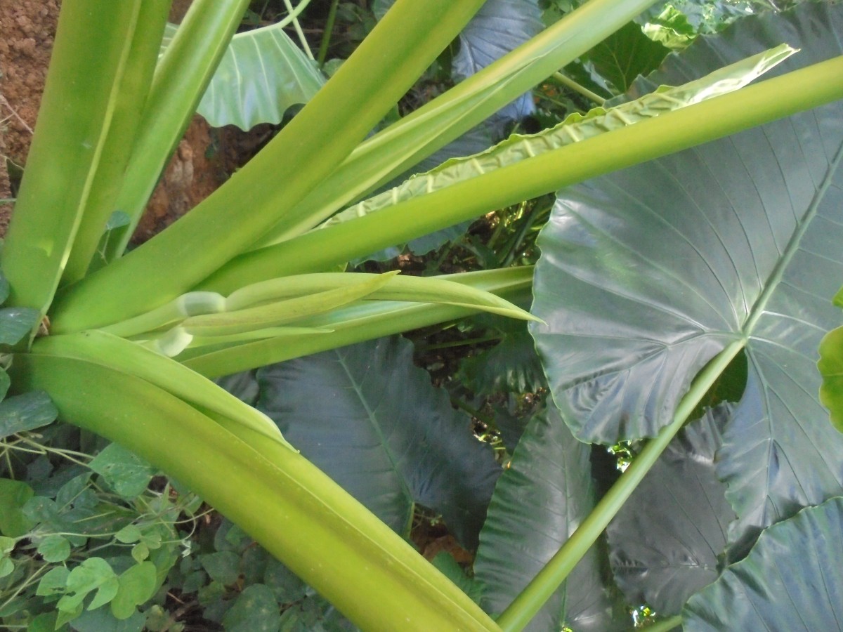 Alocasia macrorrhizos (L.) G.Don